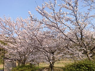 桜は満開です。